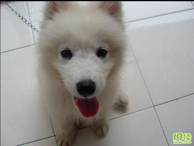 拣来的丢丢--它什么狗狗呢(续:我的新头像好看