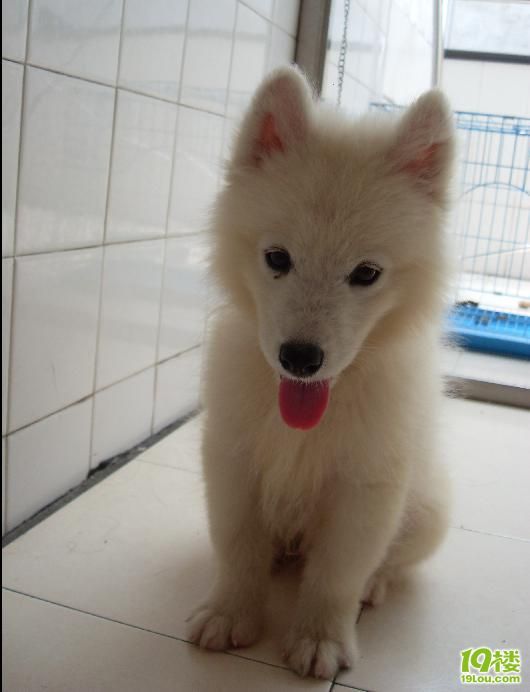 拣来的丢丢--它什么狗狗呢(续:我的新头像好看