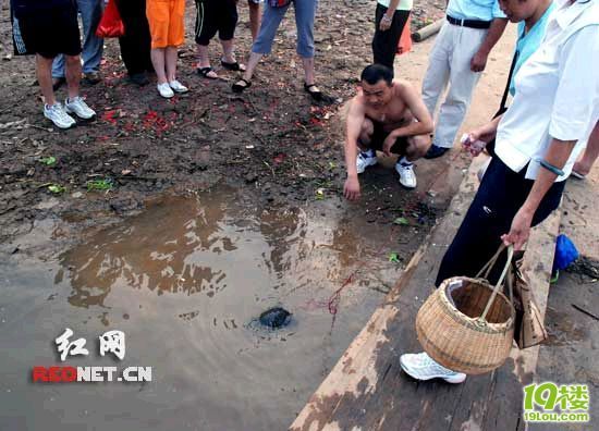 乌龟通人性 一女士江边遛龟成奇闻-草根消息-杭