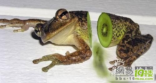 超具创意的瓜果蔬菜造型-养眼搞笑-杭州19楼