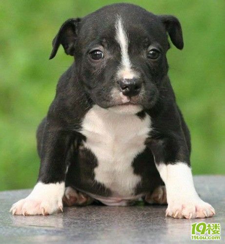 搞笑动物图集锦._6476821