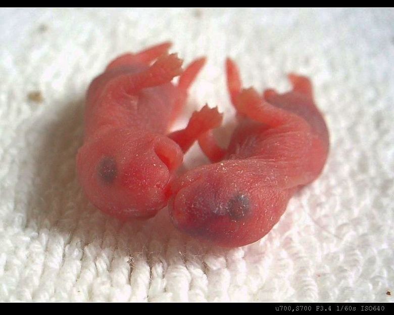 出生第十天的仓鼠宝宝照 (每五天更新一组)-19摄区-杭州19楼