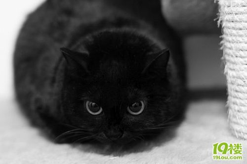 送黑色绿眼袖珍猫一只-家有宠物-杭州19楼