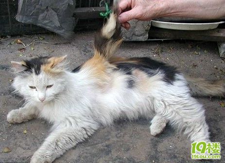 四川发现带翅膀的天使猫.图