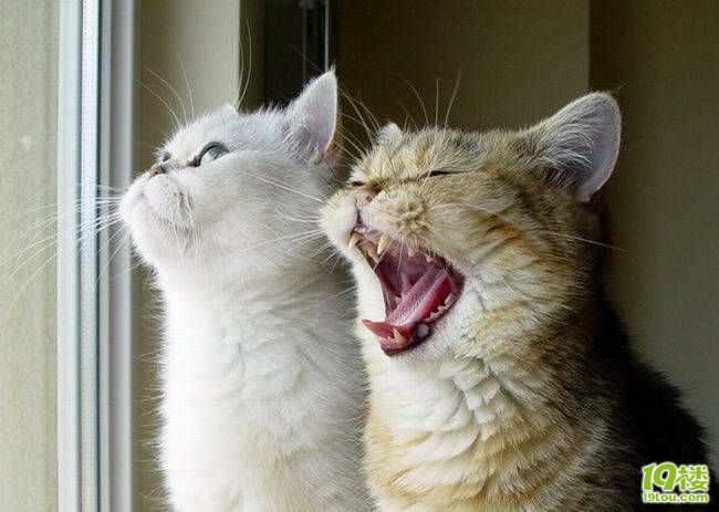 公猫与母猫的区别