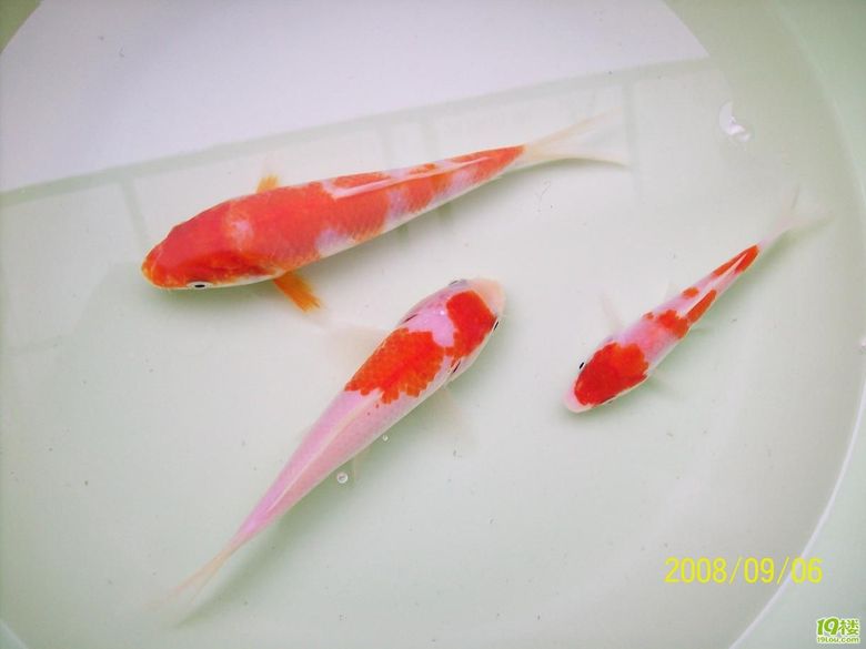 前几天进的几条小锦鲤-家有宠物-杭州19楼