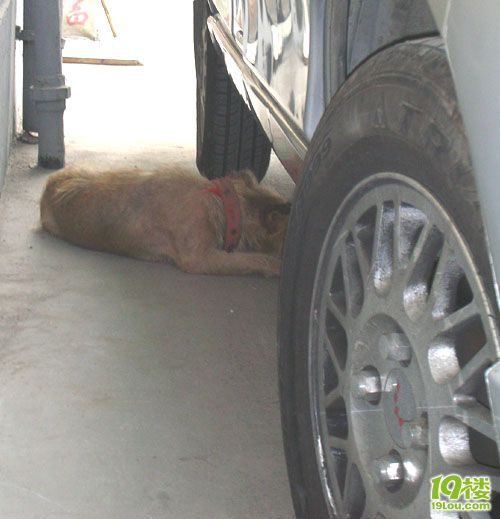 寻找好心人!流浪狗领养人或收容所,不忍心叫城