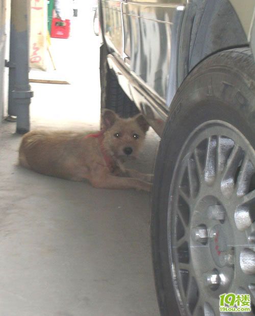 寻找好心人!流浪狗领养人或收容所,不忍心叫城