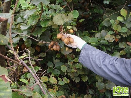 回一趟老家的收获:正宗野生的猕猴桃-19楼私房