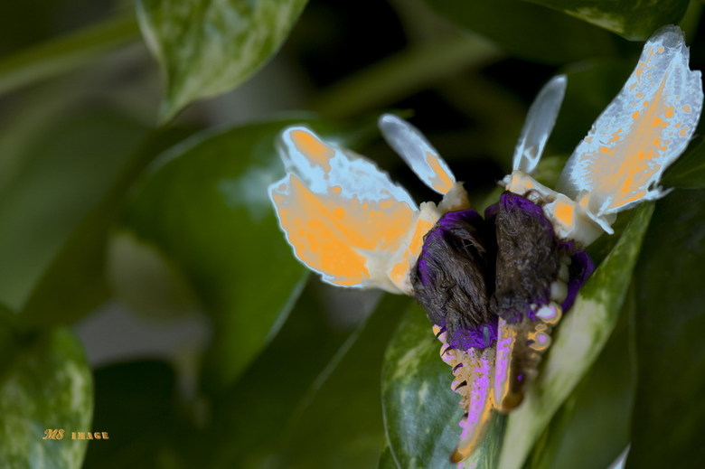 世界上最稀有的蝴蝶!-19摄区-杭州19楼