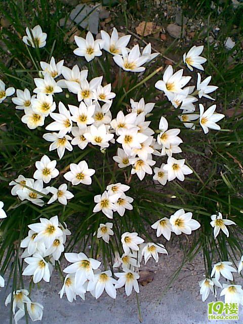 帮我瞧瞧这是什么花?-我的自拍-杭州19楼