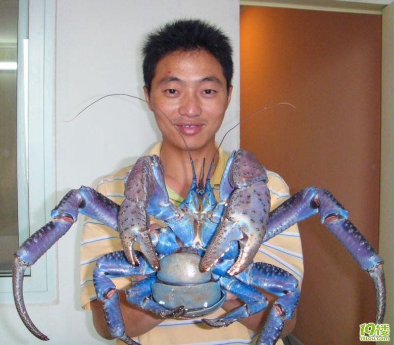 请大厨试烧椰子蟹-19楼私房菜-杭州19楼