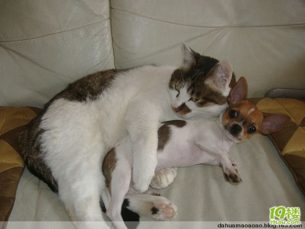 zt:我家的流氓猫-家有宠物-杭州19楼