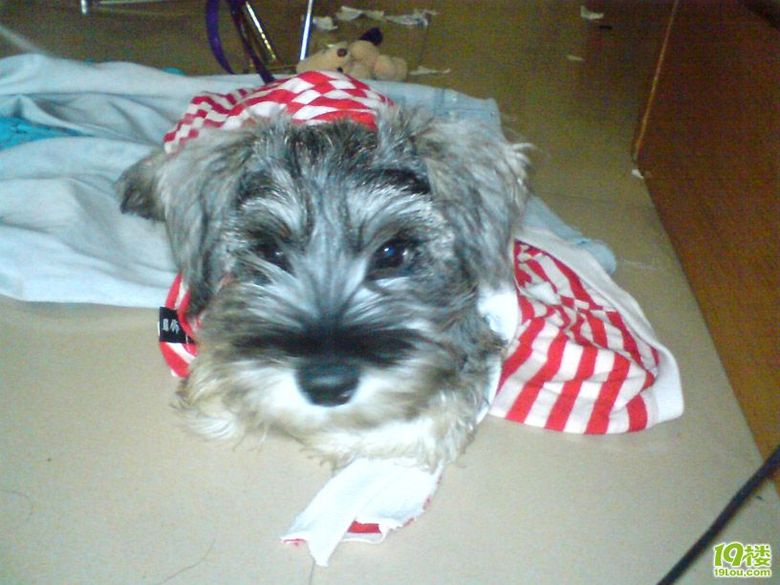 求救!小雪凌晨便便.