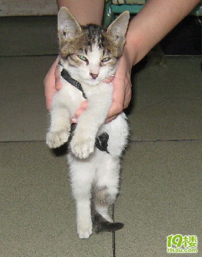 急!急!捡来的小奶猫拉肚子怎么办?-家有宠物-杭