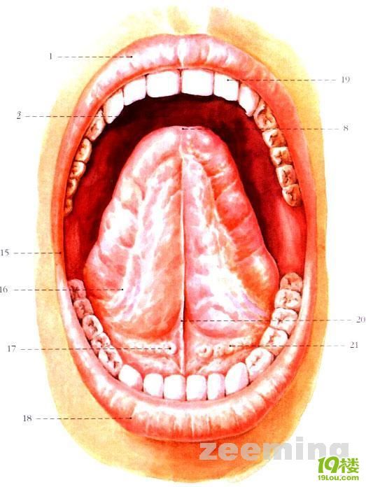 口腔结构