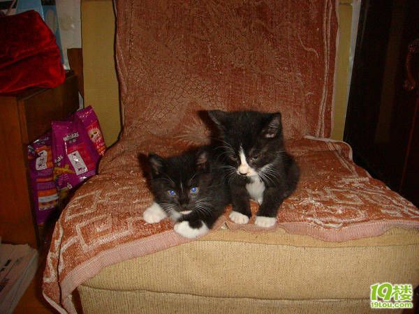 两只可爱的小黑猫警长免费等待领养-家有宠物