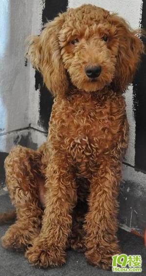 领养~请救救土狗的命-家有宠物-杭州19楼