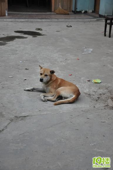 领养~请救救土狗的命-家有宠物-杭州19楼