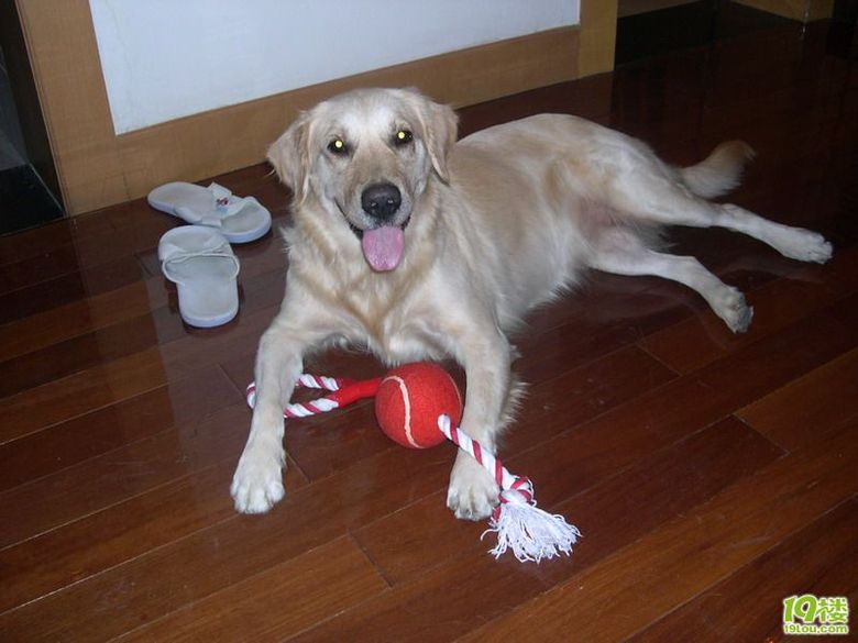 我家金毛妹妹<em>找帅哥</em>-家有宠物-<em>杭州</em>19楼