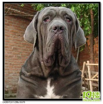 吓死人的世界十大猛犬!你喜欢?!.-家有宠物-杭