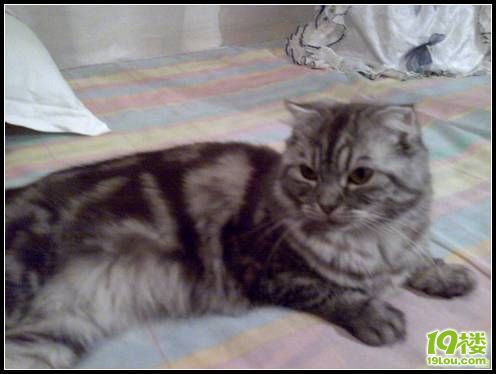TOTOO:倾城倾国的猫(2010年11月9日TOTOO