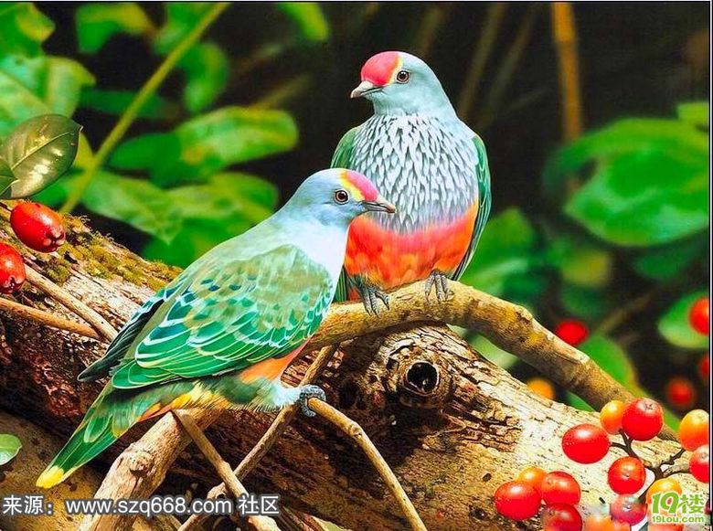 〓 世界上最漂亮的九种鸟,超美 〓-养眼搞笑-杭