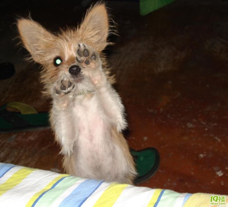 阿贵与我的这些日子!…-家有宠物-杭州19楼