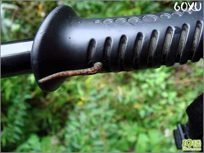 我的西藏墨脱喂蚂蟥之旅-已更新到拉格至汗密,正在更新!-行行色色-户外运动-杭州19楼