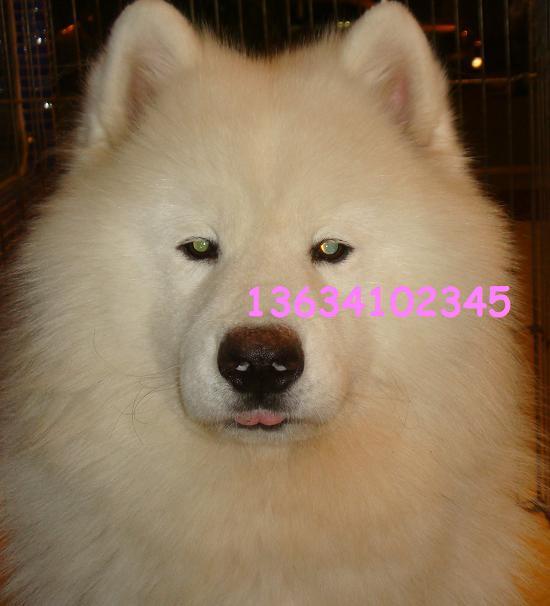 美系撒摸耶种公DEFIER出售或配种~-宠物相关