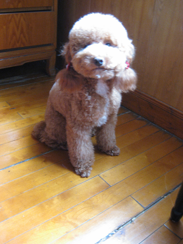 恩,我想给我家爱爱相个亲,恩-家有宠物-杭州19