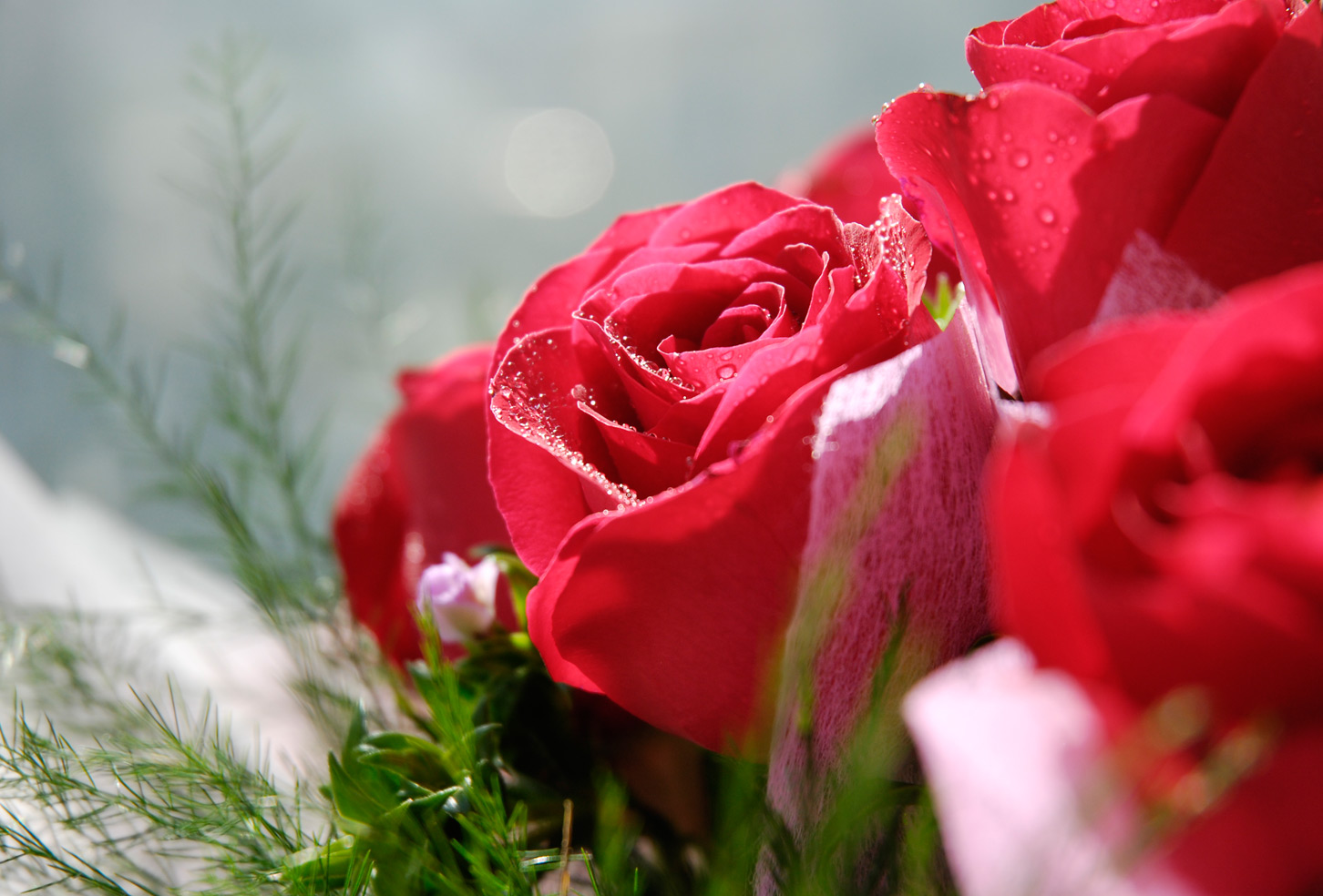 赠人玫瑰,手有余香!-情感沙龙-杭州19楼