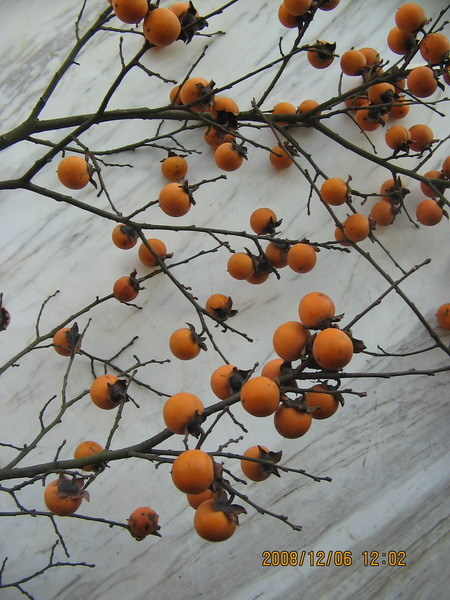 爬山之意外收获-野柿子-旅游先遣队-杭州19楼