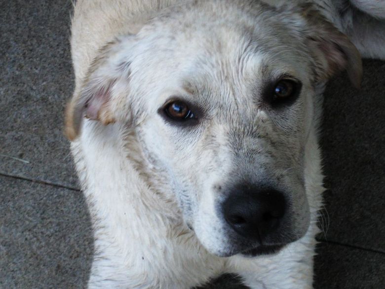 阿嚏的圣诞礼物 脏脏的阿布 P5 更新阿嚏的E7