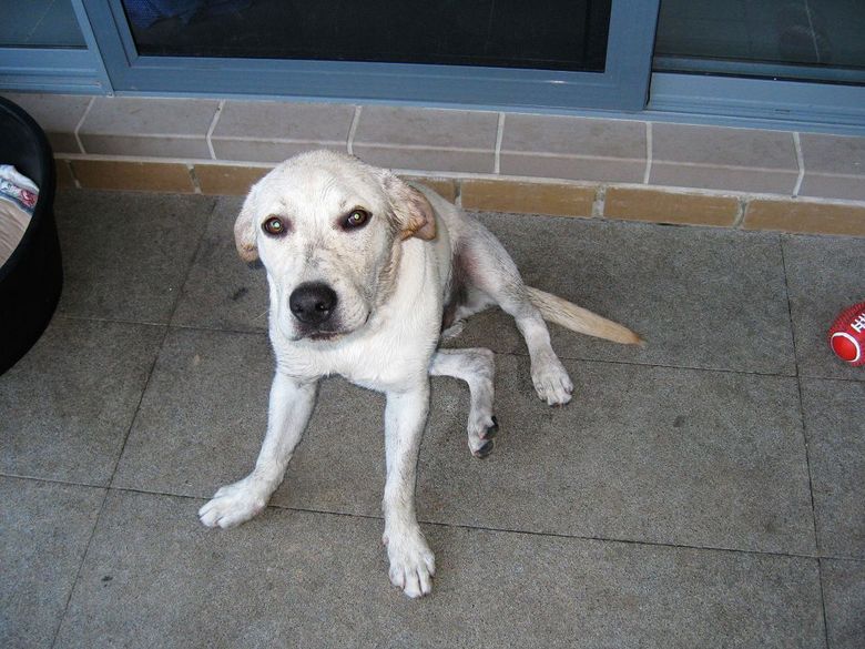 阿嚏的圣诞礼物 脏脏的阿布 P5 更新阿嚏的E7