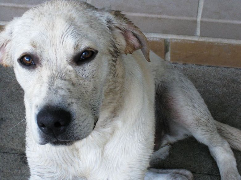 阿嚏的圣诞礼物 脏脏的阿布 P5 更新阿嚏的E7