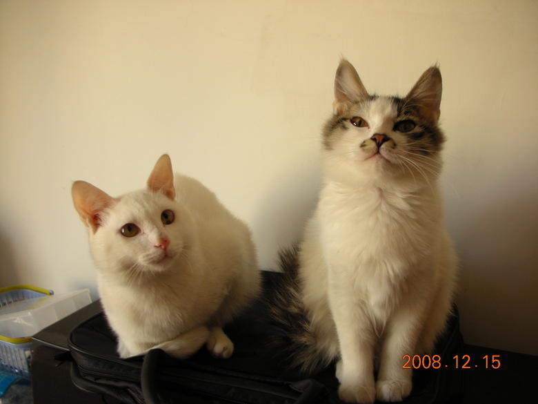 〓〓〓我来秀秀我家的小猫大猫,杂七杂八的猫们~〓〓〓大家来秀猫,秀猫就加分~-第2页-家有宠物-杭州19楼