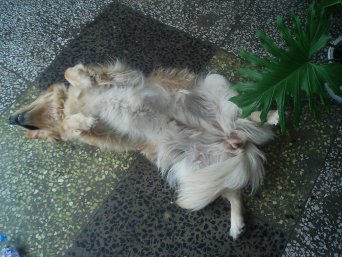 救救我的<em>胖妹吧</em>~-家有宠物-杭州19楼