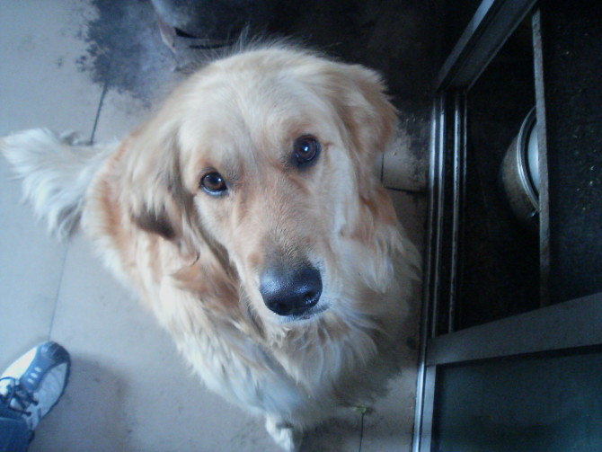 救救我的<em>胖妹吧</em>~-家有宠物-杭州19楼