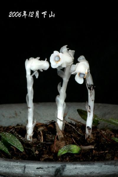 冥界之花-水晶兰