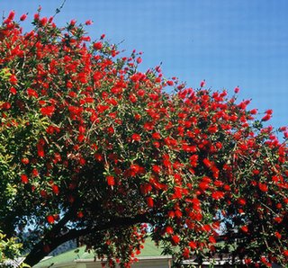 新西蘭十五日南北島魯冰花自駕游歸來(lái)�。。�(自駕游攻略篇）