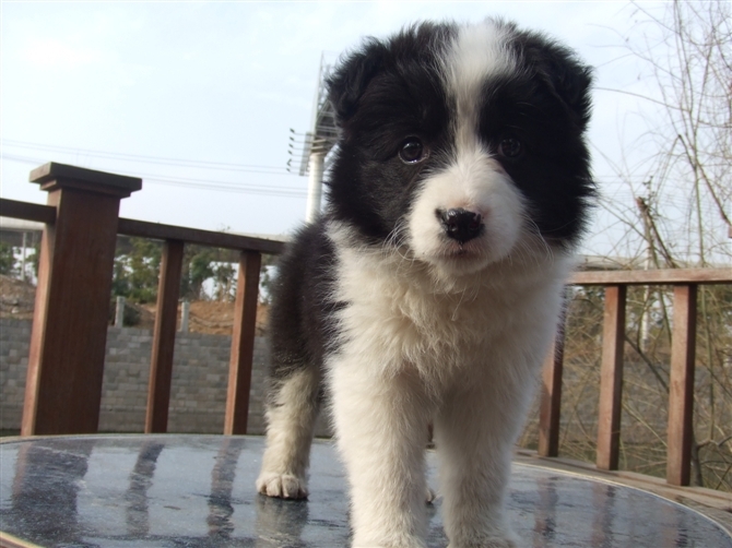 我来秀一下我家多多小时候(边牧)-家有宠物-杭