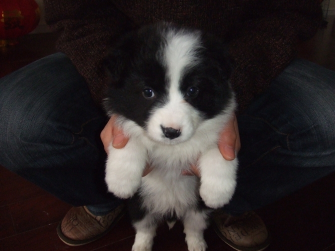 我来秀一下我家多多小时候(边牧)