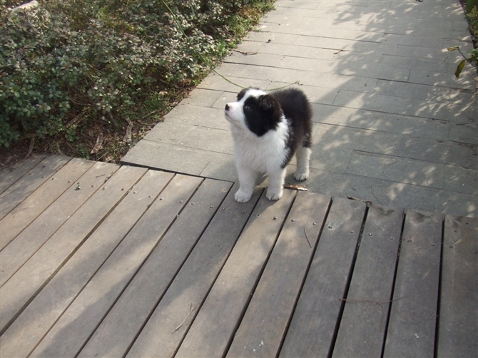 我来秀一下我家多多小时候(边牧)-家有宠物-杭