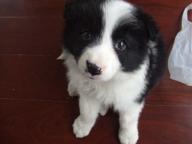 我来秀一下我家多多小时候(边牧)