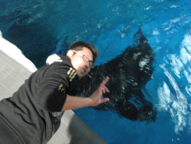 杭州萧山海洋馆海豚领航鲸驯养师工作照片1-我