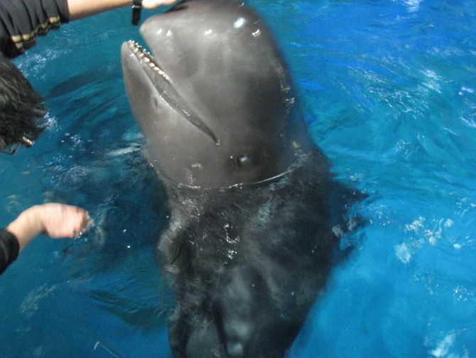 杭州萧山海洋馆海豚领航鲸驯养师工作照片1-我