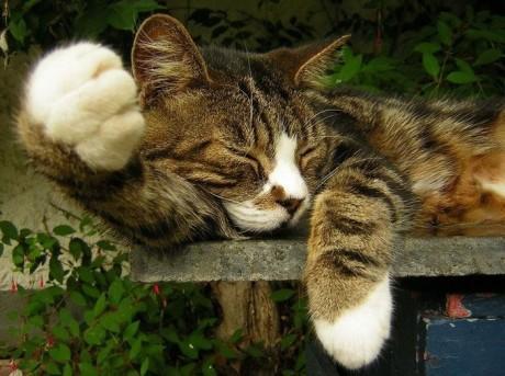 你家的猫咪是用什么姿势睡觉的呢!一起晾晾可