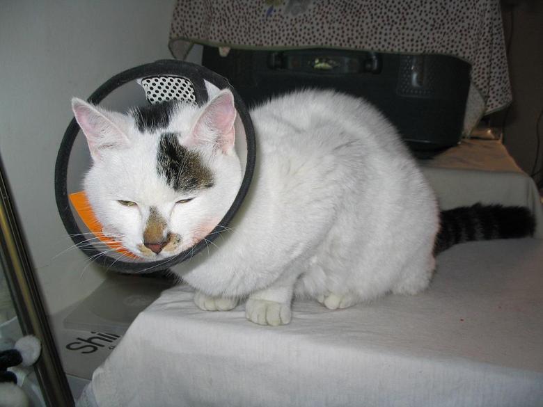 蓝莓(烂屁股咪咪)等待领养--附上最新相片-家有