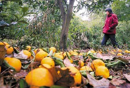 让我们每天吃一个橘子,帮帮橘农吧!-我为零食狂